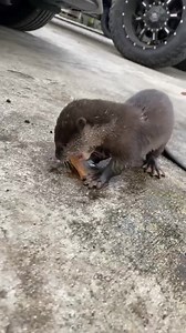 Ollies first fish hunt 🐟 #otter #fish #hunting Like & follow the page for more videos ! | Blake's Exotic Animal Ranch