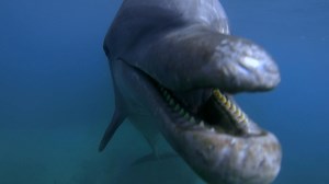 Dolphins Behaving Badly  | Nature