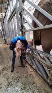 11K views · 198 reactions | Laura routinely trimming an elephants rear foot. | Elephant business Inc | Facebook