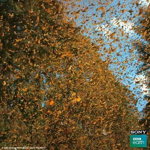 104K views · 267 shares | When Spy Hummingbird got a chance to be up close with all these butterflies, it managed to capture this spellbinding sequence!​ Only the #EyeOfTheSpy could have captured this iconic footage – see more of these undercover captures on ‘Spy in the Wild 2’, PREMIERING TONIGHT, Mon-Fri @ 9 PM. | Sony BBC Earth | Facebook