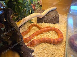 Nagini, a 10-year-old female corn snake. - £120