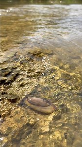 UNPREDICTABLE PEARLS IN CLAM FOUND #pearls #natural #clam #shorts