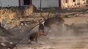 Lone deer escapes from pack of vicious stray dogs after roaming into town