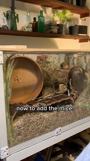 Creative DIY Mouse Cage Setup Ideas