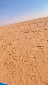 18K views · 136 reactions | Powerfull hunting saker falcon hunting a duck #Amazing #falcon ☺ | Pakistani falcons | Facebook