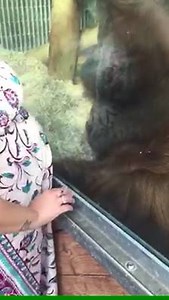 961K views · 6.8K shares | A pregnant woman put her belly up against the glass and the ape gave it a kiss. Cheers, ViralHog! | The Motherish | Facebook