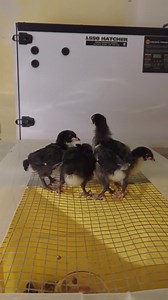1K views · 28 reactions | We have some black Jersey giant chicks available , hatched November 26th. They are a good size already. Summerville West Hants pm. | Cajun Creek Farm | Facebook