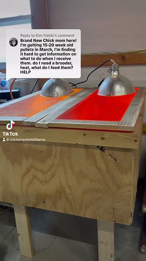 Buying started pullets is considerably less work than the chick stage! #chicks #pullets #chickens #springchickens #backyardchickens #chickdays #backyardflock | Chicken Schmidt Farms