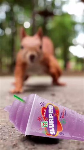 The common ground squirrel forages for a Mountain Dew SuperNova (TM) Strawberry Melon Slurpee. See how he indulges in his summer bounty. #SlurpeeIsSummer #Slurpee #SlurpeeCanada | Slurpee Canada