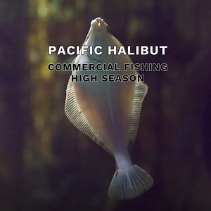 High Season has begun for these species in the commercial fishing industry: 🦀 Dungeness Crab 🐠 Pacific Halibut 🐟 Pacific Ocean Perch 🎣 Sockeye Salmon 🦪 Sea Scallop 🪝 Skate 🐠 Yellowfin Sole 🦑 Northern Shortfin Squid 🦑 Market Squid Is your operation targeting one of these categories? If so, make sure your outdoor gear is prepared for the busy season ahead with Polarmax base layer clothing. #commercialfishing #commercialfisherman #fishing | Polarmax
