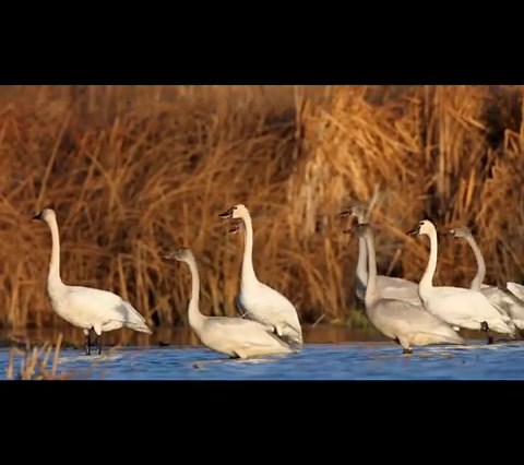 The nearly fourteen-pound tundra swan is the smallest swan species in North America, but with its six-foot wingspan, it’s still an enormous bird. Tundra swans commonly overwinter at Malheur Refuge, joining the resident trumpeter swans wherever ice-free water can be found. 📽 of tundra swans taking flight from a pond by Peter Pearsall #tundraswan #swan #highdesert #oregondesert #greatbasin #malheurnationalwildliferefuge #friendsofmalheur | Friends of Malheur National Wildlife Refuge