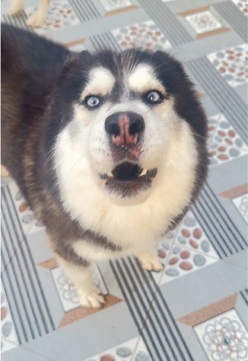 Lựu hú cho nghe: Chú chó Husky dễ thương