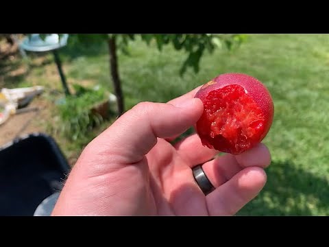 Harvesting Ruby Sweet Plum