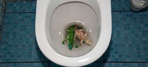 Remove Toys from Clogged Toilet Easily: DIY Guide | DoItYourself.com