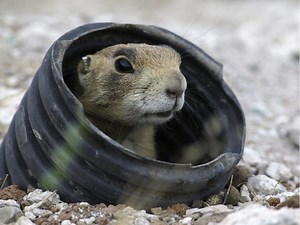DWR working to protect unique, native Utah threatened, endangered species