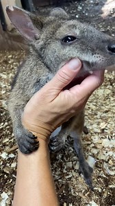 It's Adams 12th Birthday today so he is getting extra cuddles. Adams is a parma wallaby, the smallest species of wallaby, reaching heights of between 17-21 inches and weighing between 7-13 pounds. Check out our FB story to see his adorable cake! This great video is brought to you by Great American Insurance Group | Cincinnati Zoo & Botanical Garden