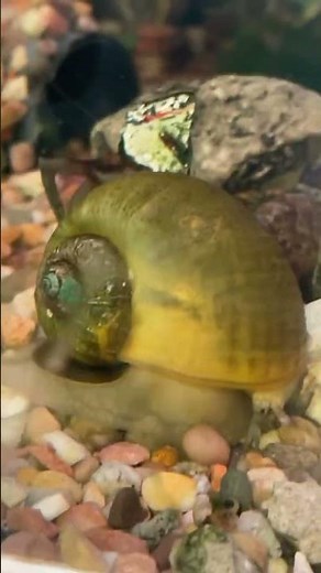 Giant apple snail 🐌 #applesnail #giant #aquatic #subscribeformore