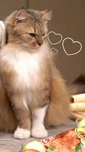 Chicken Burger Bento Nutricats presents the ultimate Chicken Burger Bento 🍔 a purr-fectly delicious combo of crunchy and chewy meat packed into a bento box and ready to enjoy 🍴😋 #kucingmasak #catcook #catcooking #kucing #comel #chickenburgerbento | Nutriplus Eggs