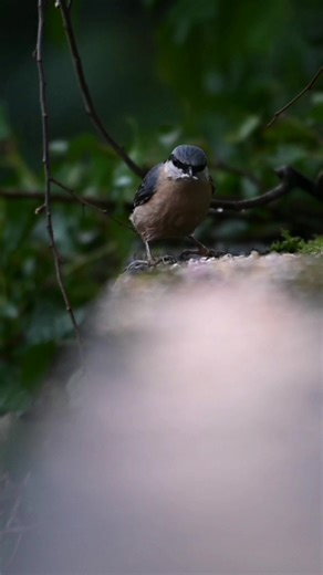 Nuthatch picking out the sunflower hearts from the seed mix for it's chicks back at the nest. #birds #wildlife #nature | The Robin Whisperer
