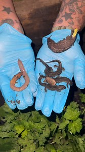 24K views · 813 reactions | Look at what we found under a log!! 勞 | Garden State Tortoise | Facebook