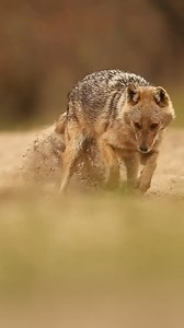 Cute ❤🐺 #wolves🐺 #wolfpack #wolves #wolf #wolvesofinstagram | We Love Wolves