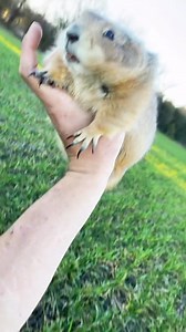 How to Catch a Big Ounce (gone wrong) *big ounce dies* - - - - - - - - - - - - - #reels #ostrichplug #prairiedog #prairiedogs #animallove #farmanimals #animallovers #animalrescue #cuteanimals #funnyanimals #weirdpets #zoolife | The Urban Rescue Ranch