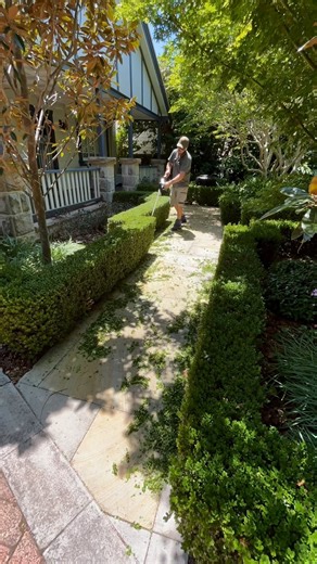 Well that was satisfying 😁 #hedging #sharp #buxushedge #satisfying #friday #loveit #follow #makita #stihl #kinggee | Blossom Lawns & Gardens