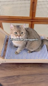 Pengganti Sempurna Untuk Rumput Kucing!😻 | Pawmised Land
