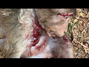 MONKEY ATTACKED BY DOGS😰😖| FEEDING TARANTULAS🥰😍