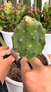 32K views · 543 reactions | Useful tips for cactus  #cactus #cacti #plants | Cactus Garden | Facebook