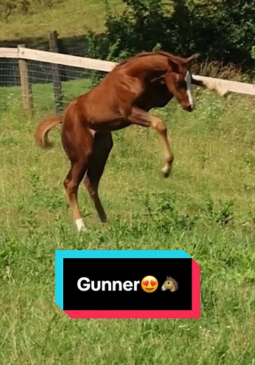 Gunner😍🐴 — Katie Vans horse video highlights