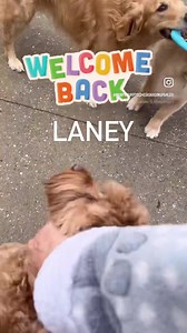 #cockapoosofinstagram #dogsofinsta #petsitter #dogsoflongisland #cachosestilosos #petsittingservices #smallbusinessmom #dogslife #instadog #dogmomsofinstagram #smallbusinessowner #smallbusinesslove #cockapoopuppy #dogs #doghotel #cachorro #smallbusinesssupport #instadog #neighborhood #petsittersofinstagram | Pamper ur Poochie Boarding Parlor