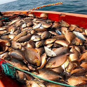 Unbelievable 2000Kg Rabbit fishes Caught In Shrink Net | You Won't Believe How We Caught This | கடல்