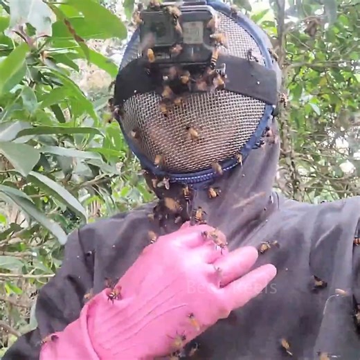 Harvesting Honey from Dangerous Branches | Jungle Honey | Bees Reels