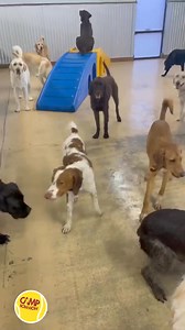 Watching the Live Camper Cams? Your dog is too. #DogDaycare #CampBowWow #CampLife | Camp Bow Wow Cincinnati