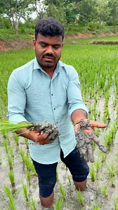 1.4M views · 6.9K reactions | వానపాములు.. #agriculture #manarythu #paddy #farming #horticulture #farminglife #earthworms | Mana Rythu | Facebook
