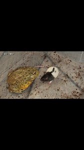 Giant Bullfrog Eats A Rat | Insect Forest