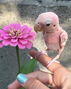 8.4K views · 84 reactions | Rhea the rescued bird❤ It's a 2 year old lovebird with a Beak & Feather Disease which causes my feathers to fall off. It was recently adopted by a lovely family  By @rhea_thenakedbirdie | Beautiful Earth | Facebook