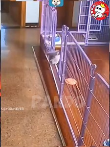 🥰❤️ #petloversph #Follow_Me #sinhala #Pando #srilanka #pet #petlover #famous #vacation #dolcegabbana | ＰＡＮＤＯ