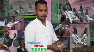 Pure Royal Teddy Pigeons Imported from Pakistan at Razabazar Kolkata #pigeonloftvisit #pigeonvlogs #teddypigeons #pakistanipigeons #giribazpigeons #royalteddy #royalteddypigeons #royalteddykobutor | Sukamal chakraborty