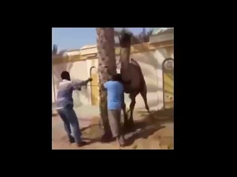 Camel Throwing a man in the air