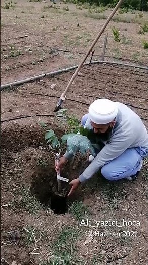 Ceviz Fidanı Nasıl Dikilir / Ceviz Ağacı, Bahçe, Botanik