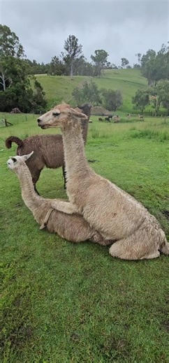 Llama Mating Sounds and Positions Explained
