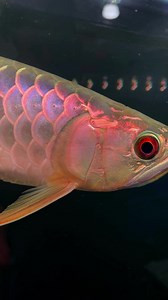 Blue base arowana new shipment available 📦 🐠 . ||.................Contact us.................... . 076 025 0061 / 076 909 0178 . || No. 250, Hendala Road, Kerawalapitiya Junction, Wattala., Kerawalapitiya, Sri Lanka. . . #royalaquariumwattala #wattala #colombo #foryou #viralvideo #arowana | Royal Aquarium & Pet Accessories