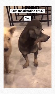 Que tan distraido eres? Yo: 😅😬 | Memes Mexicanos