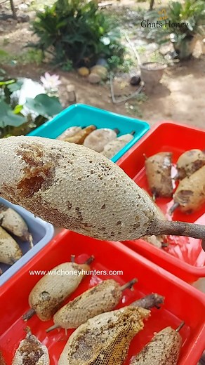 Fresh kombu honey !! Buy all types, raw honey @ www.wildhoneyhunters.com For more details Whatsapp or contact : 8248731532 , 9994224426 , , , , , #ghatshoney #wildhoney #kombuhoney #rawhoney #organichoney #smallbeehoney #honeycomb #honey #HoneyBees | Wild Honey Hunters