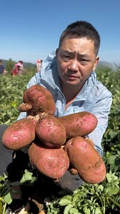 #watermelon #harvest #farmlife #sustainablefarming #AgricultureTips #growyourfood #farmtotable | GreenFields Hub
