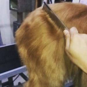 [Khmer Below] It’s all about being “THE GROOMER” ❤️ we strive to...