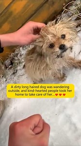 A dirty long haired dog was wandering outside, and kind-hearted people took her home to take care of her #rescue #love #dog #help #fy | Paws Shelter | Facebook