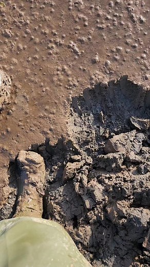 3.6K views · 19 reactions | Digging bloodworms is definitely backbreaking work and a dirty job. These worms are excellent fishing bait just handle them carefully they can bite. I harvest these worms in the tidal mud flats here in Maine 缾 #wild #viral #nature #outdoors #hardwork | Wayne Bishko | Facebook